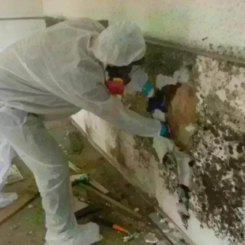 Mold Remediation and Removal in Missoula County, MT